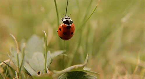 bug memanjat rumput